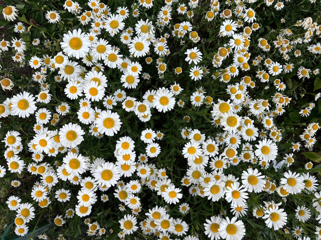 Spring/Summer 2026 Fashion Trends to Sew Now