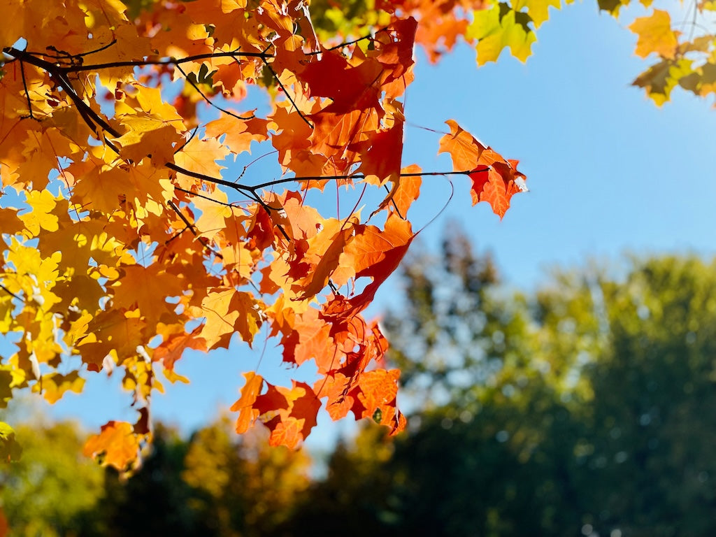 Autumn/Winter 2025 Fashion Trends: Fabrics, Colours, and Patterns for the Home Sewist